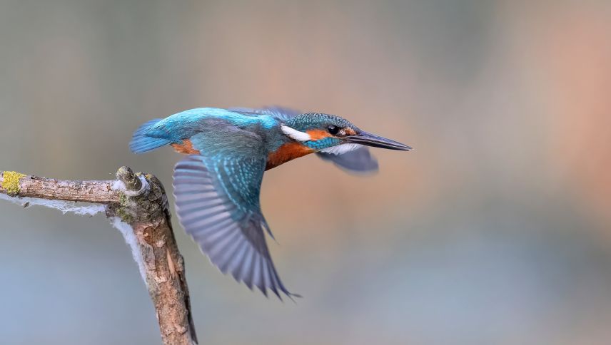 Mit seinem leuchtenden Gefieder und seiner furchtlosen Jagdtechnik ist der Eisvogel einer der beliebtesten Vögel der Schweiz. Foto: Beat Rüegger