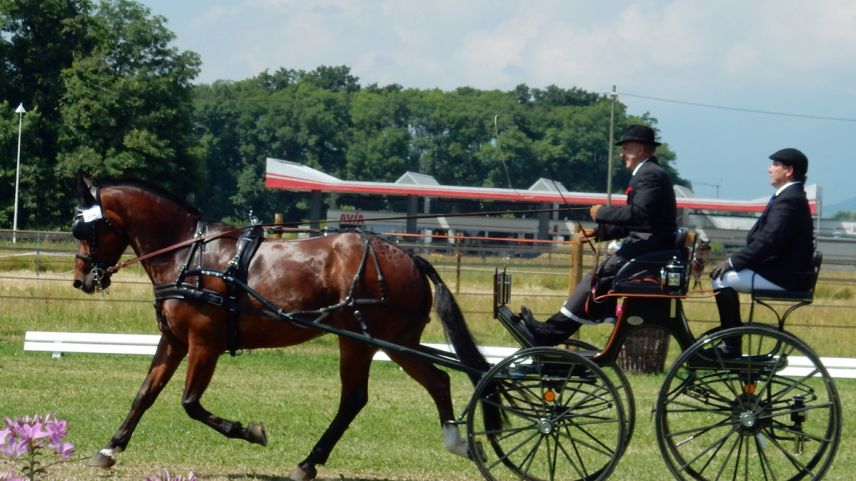 Giacomin Barbüda e seis partenari, il «groom», cul chavagl Nescu, fan il parcuors a Signy, dasper Genevra (fotografia: Vreni Barbüda).
