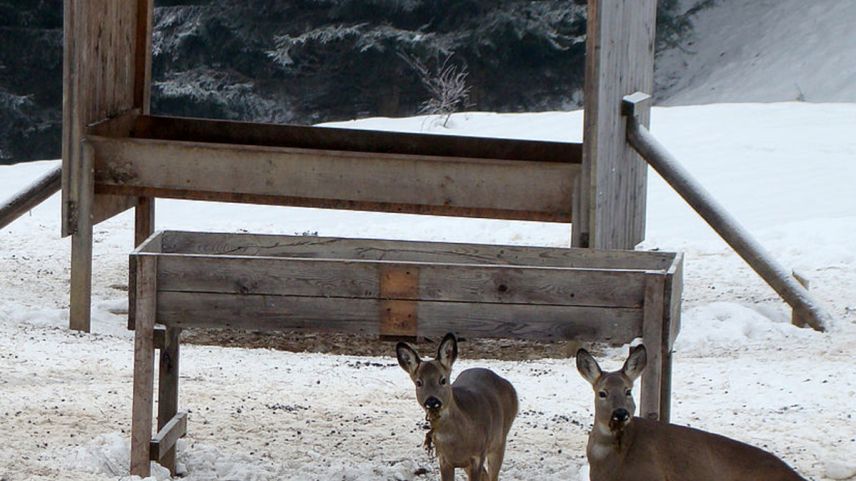 Illa regiun d’Engiadina Bassa vala a partir da subit ün scumond da pavlar la sulvaschina (fotografia: mad).