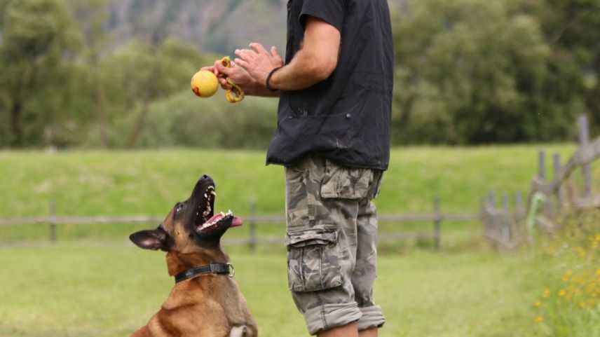 Il «Malinois» fa grond plaschair a persunas chi vöglian lavurar cun chans, el es però eir ün chan da famiglia e bun ami (fotografias: Martina Fontana).