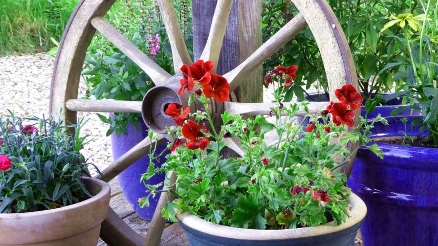 Das Siegerbild des Sommer-Fotowettbewerbs «Mein Garten» stammt von Silas Gigon. 