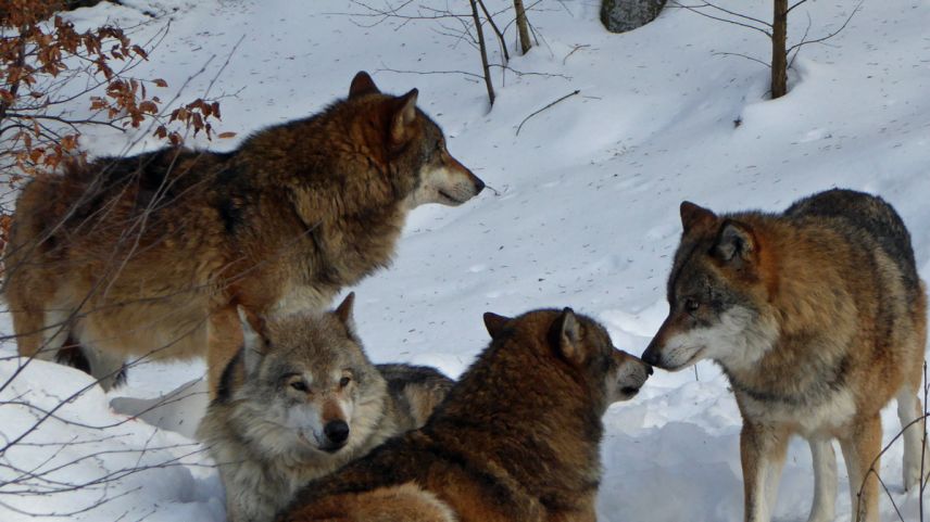 In Grischun viva daspö l’on 2001 üna famiglia da lufs illa regiun dal Calanda dasper Cuoira (fotografia: Flurin Filli).
