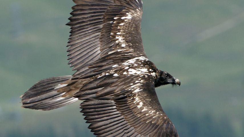 La recolonisaziun da giruns barbets in Svizra es ün success. Quia as vezza ün giuven girun barbet dürant ün da seis prüms svouls. Els han ün’otra culur co’ls utschels creschüts (fotografia: David Jenny).