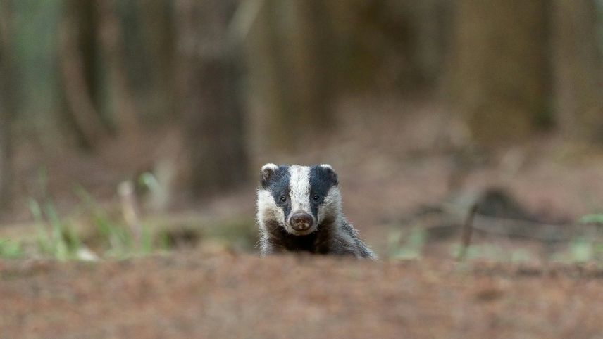 Der scheinheilige Blick trügt. Dachse haben's in sich, vor allem, wenn sie anfangen, in deinem Garten Löcher zu buddeln. Foto: Unsplash/Hans Veth