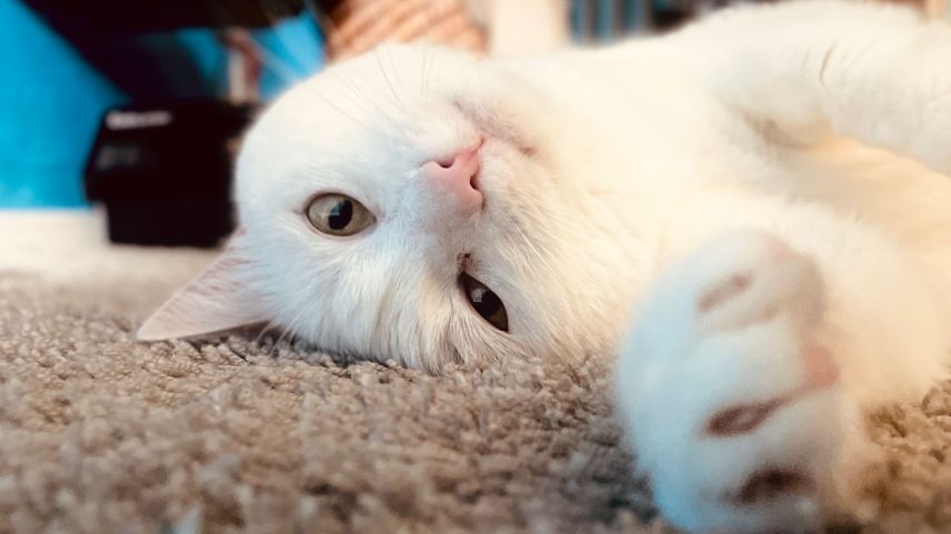 Katzendame Lilly Latmilch dient diesmal nur als Symbolbild. Foto: Fadrina Hofmann