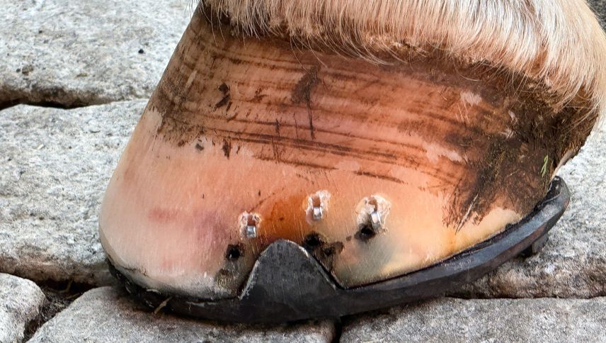 Mit einem frisch beschlagenen Huf läuft's sich deutlich angenehmer. Foto: Urs Oskar Keller