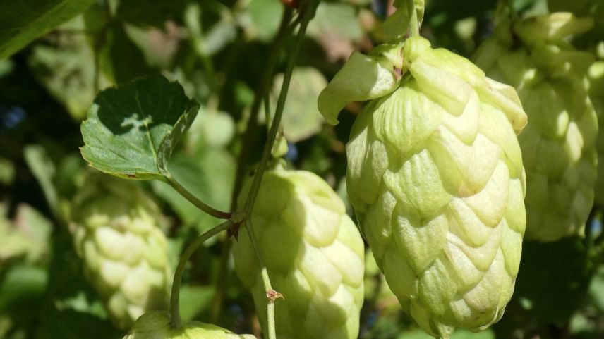 Die charakteristischen Hopfenzapfen mit ihren goldgelben Drüsenschuppen liefern nicht nur das Aroma fürs Bier, sondern auch Zutaten für die Küche. Foto: Jürg Baeder