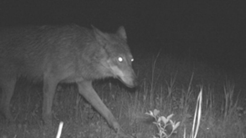 Foto: Amt für Jagd und Fischerei Graubünden