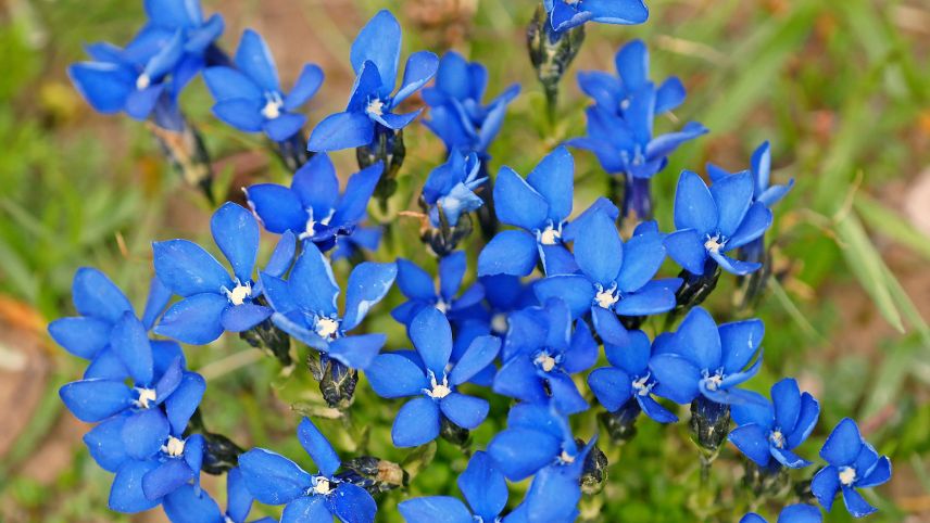 Der Frühlingsenzian Foto: Jürg Baeder