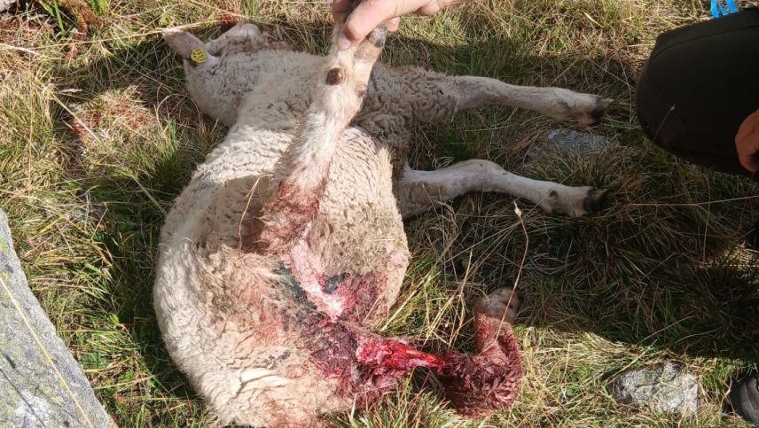 Ein vom Wolf gerissenes Schaf in der Val Lavinuoz. Foto: Duri Stecher