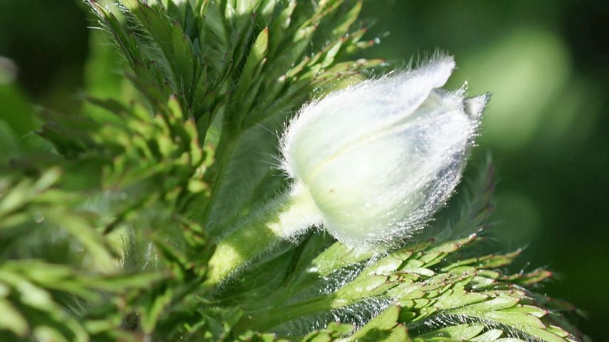 Die Schwefelanemone Foto: Jürg Baeder