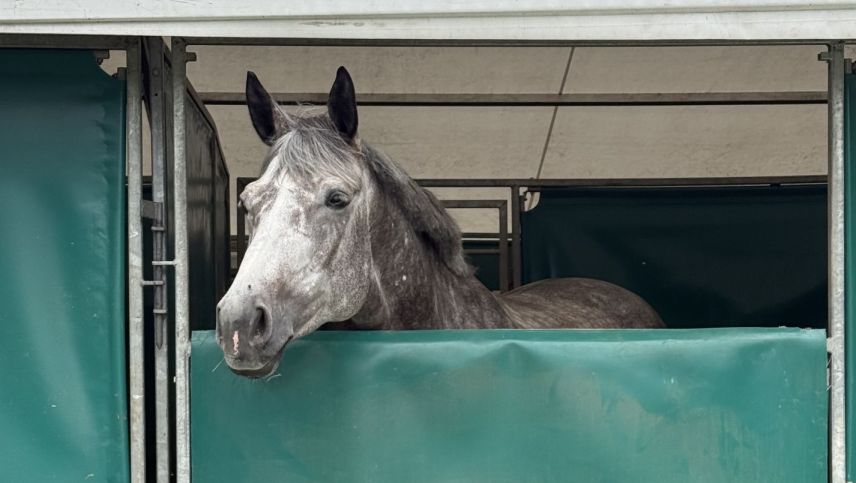Die Pferde geniessen die tieferen Temeperaturen. Foto: Fadrina Hofmann