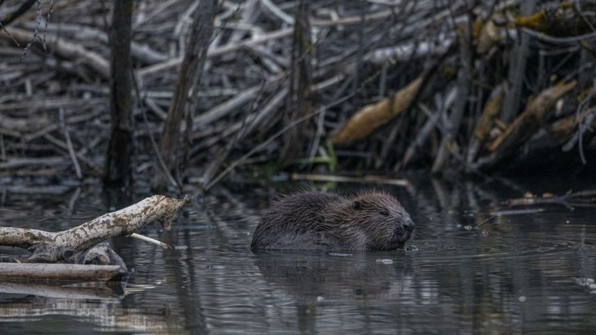 Seit einigen Jahren lebt eine Biberfamilie in Pradella (Foto: Mayk Wendt).