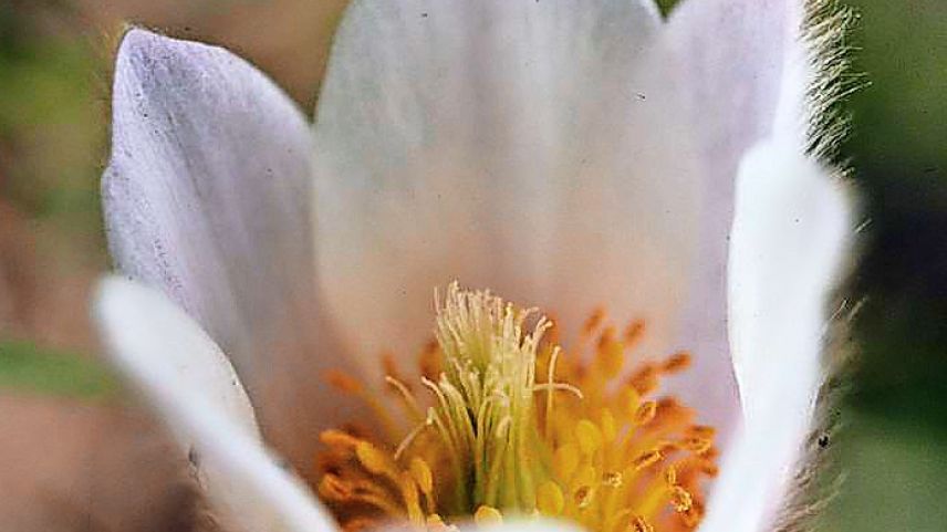 Die Pelzanemone Foto: Jürg Baeder