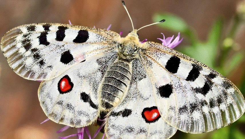 Apollofalter gelten als Ikonen der Schmetterlingsfauna. Foto: Daniel Müller