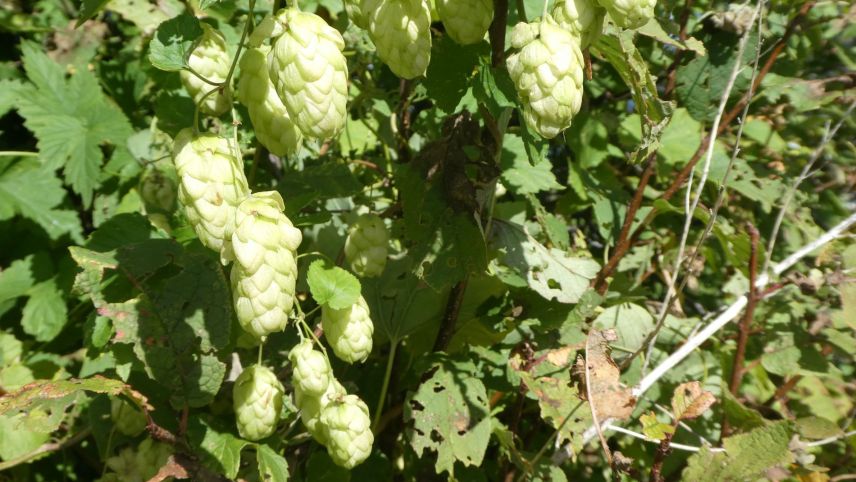 Hopfen wird nicht nur beim Bierbrauen verwendet, das Maulbeergewächs kann sogar noch mehr. 	Foto: Jürg Baeder
