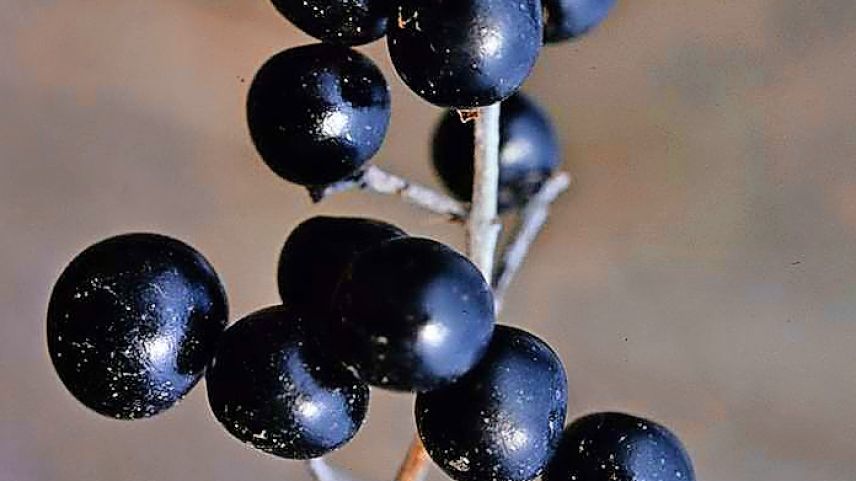 Ligusterbeeren und Ligusterblüten sind ansprechend anzuschauen. Fotos: Jürg Baeder