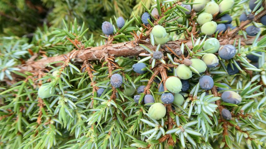 Die reifen, dunkelblauen Beeren des Wacholders – geschätzt als Gewürz und als Grundlage für Gin. Foto: Jürg Baeder