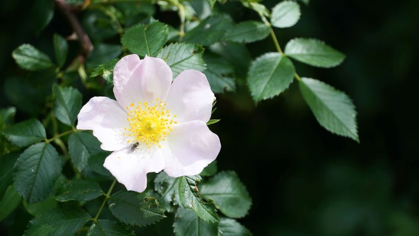 Aus der Hagerose mit rosa-weisslichen Blüten vor dem Laub werden schmackhafte Beeren. Foto: Jürg Baeder