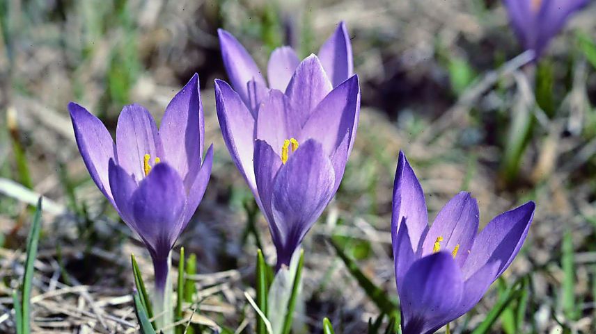 Der Frühlingskrokuss Foto: Jürg Baeder
