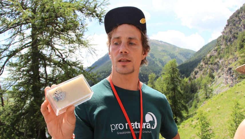 Daniel Scherl präsentiert einen Apollofalter im Schaukasten. Foto: Stefanie Wick Widmer