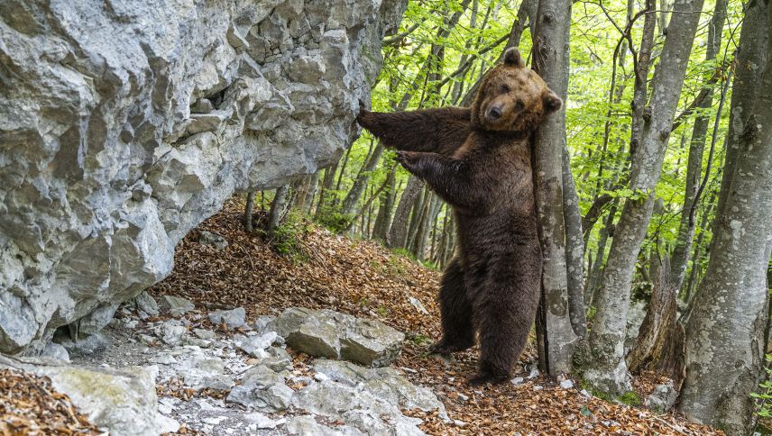 Ein Braunbär (Ursus arctos), der sich im Brenta-Gebiet im trentino an einem Kratzbaum reibt. Foto: Horst Eberhöfer