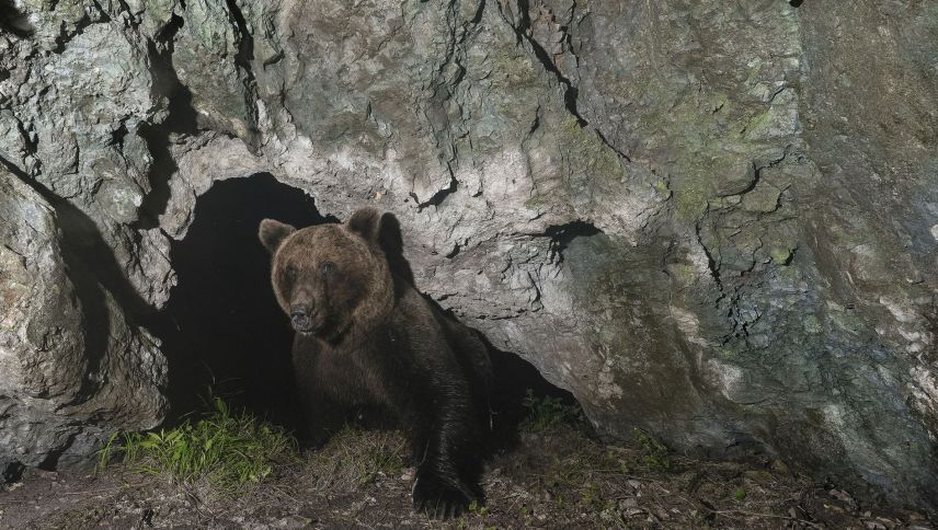 Während der Wintermonate nutzen die Bären diese Höhlen für ihre eigene Ruhephase. Foto: Horst Eberhöfer