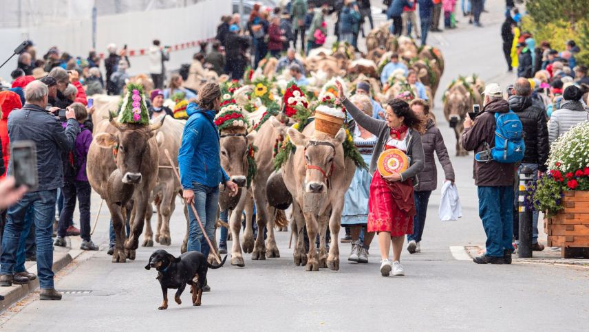 Der traditionelle Alpabzug von Celerina ist jedes Jahr ein Highlight und zieht zahlreiche Schaulustige an. Archivfoto: Daniel Zaugg