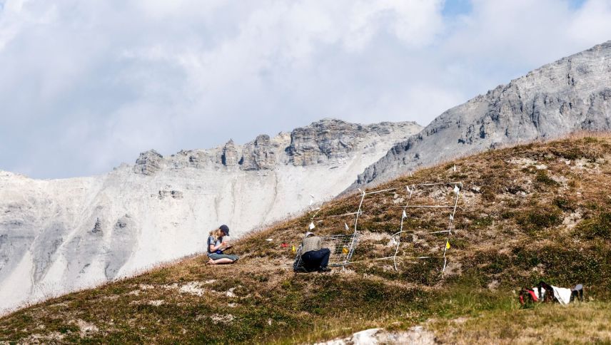 Auf Minschuns, 2519 Meter über Meer, fanden 2022 die letzten botanischen Untersuchungen zur Frage der klimabedingten Ausdehnung und Verdrängung von Pflanzenarten in Höhenlagen statt. Foto: Jon Duschletta (Archivbild)