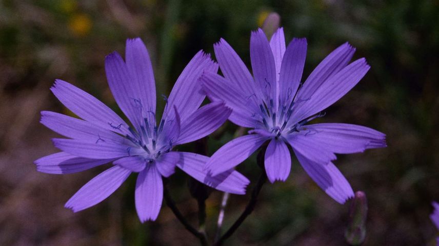Die Wegwarte kann blau oder auch violett sein. Foto: Jürg Baeder