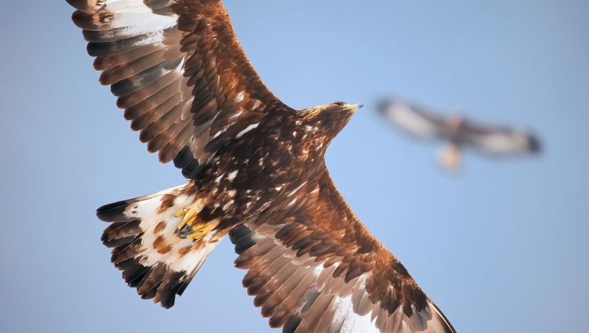 Ein halbstarker Jungadler im Flug. Mit dem Älterwerden nimmt der Weissanteil der Schwungfedern immer mehr ab. Foto: Serge Denis