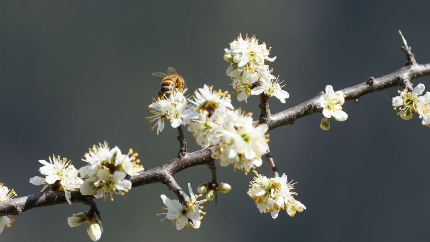 Die Schlehe blüht im Frühling weiss und prachtvoll, was vor allem die Bienen freut. Foto: Jürg Bäder