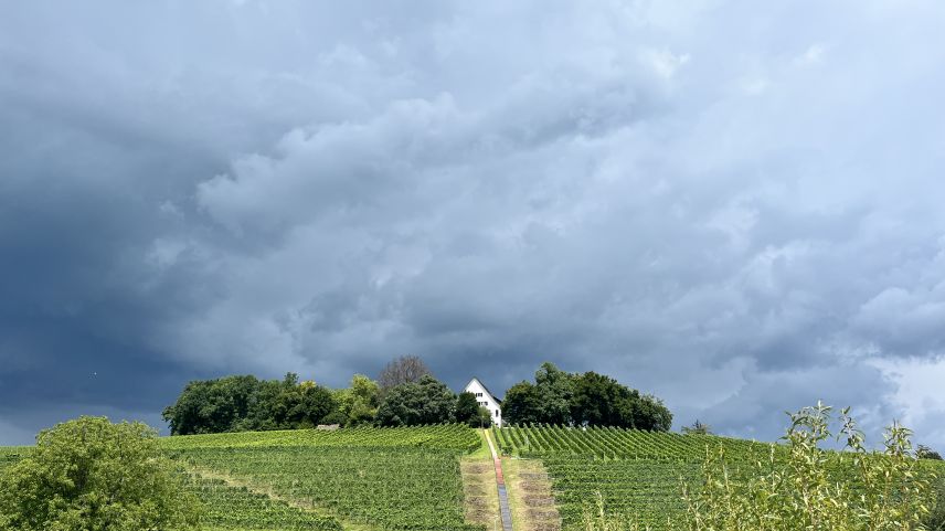 Wie angenehm wärs jetzt da oben, auf der Halbinsel Au am Zürichsee. Symbolbild: Jon Duschletta