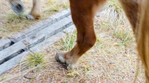 Das ungefährliche, aber teurere dreiteilige Rinnenmodell «Bergün» ist an verschiedenen Stellen eingebaut. So auch im St. Moritzer Stazerwald. Foto: Jon Duschletta