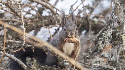 Beim Beobachten der Eichhörnchen löst sich der Stress in Luft auf... Foto: Daniel Zaugg