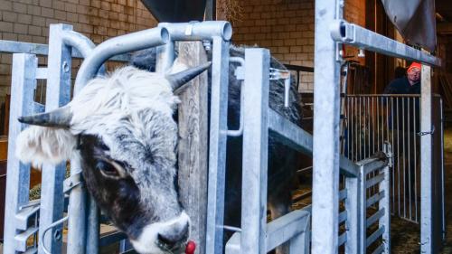 Der zweijährige Ochse im Fangmodul. Von hier bis zum Abtransport des toten Tieres vergehen keine zehn Minuten. Foto: Jon Duschletta