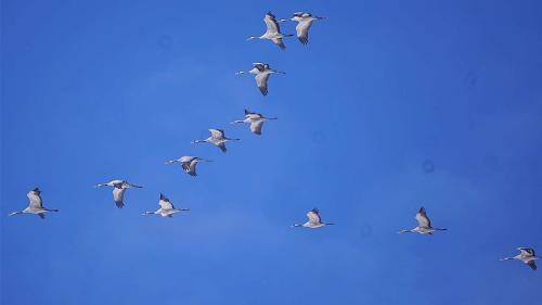 Kraniche in der typischen Keilformation in der Plaiv. Foto: David Jenny