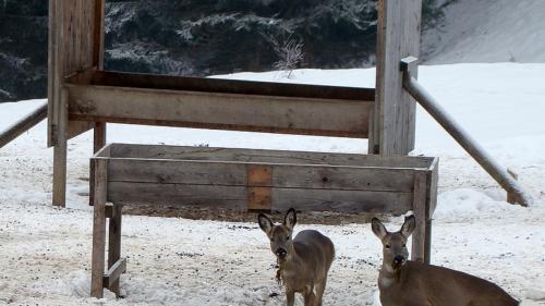 Daspö decennis desistan ils chatschaders da pavlar d'inviern la sulvaschina pro las pavladuoiras (fotografia: mad).