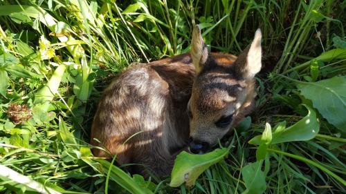 Cun svolar sur la prada cun dronas e cameras termicas as chatta ils uzöls chi stan be saldin (fotografia: Armon Schlegel).
