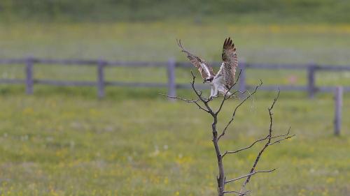 Fischadler im Oberengadin. Foto: Fadri Wehrli