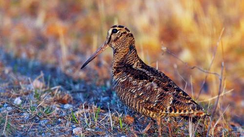 Die Waldschnepfe kommt auch im Unterengadin vor. Foto: Jari Peltomäki