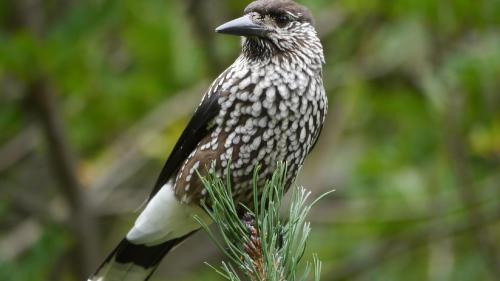 Üna graglia cun seis bel büschmaint sgaglià (fotografia: mad).