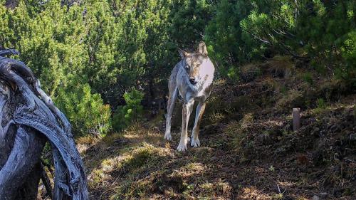 Diesr Wolf ist 2019 in die Fotofalle des Schweizerischen Nationalpark (SNP) getappt. Foto: z.Vfg