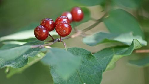 Die glänzend roten Beeren sind für den Menschen aufgrund des Bitterstoffs Xylostein ungeniessbar und giftig. Foto: Jürg Baeder