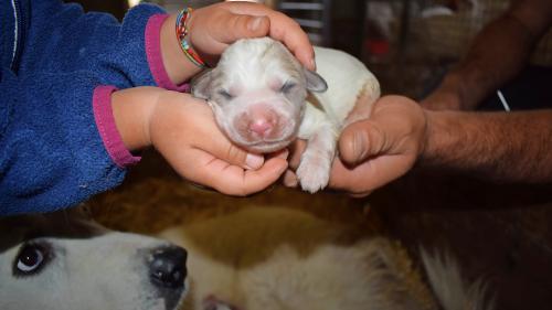 Vor einem Jahr ist der Herdenschutzhund Django auf die Welt gekommen. 