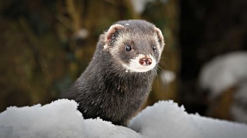 Der Iltis wurde im Dezember 2022 erstmals im Engadin nachgewiesen. Wildhüter Thomas Wehrli gelang es mit einer Wildkamera, ihn zu fotografieren. Foto: Stefan Huwiler / Pro Natura Schweiz