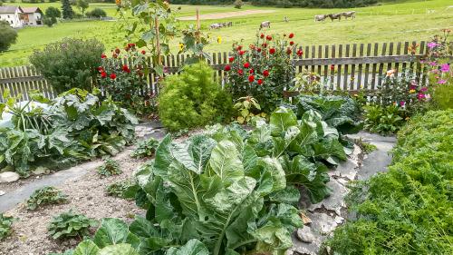 Der Gemüsegarten von Corina Bott im September. Die Bäuerin sät kälteunempfindliches Gemüse später an, um es im Herbst zu verarbeiten, wenn die Heuernte vorbei ist. Foto: Corina Bott