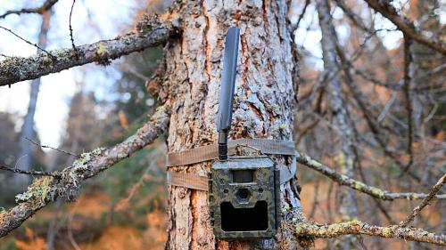 La trapla fotografica a Bernina Suot: equipeda cun üna carta da SIM ed ün’antenna per trametter las fotografias (fotografia: Michael Steiner).