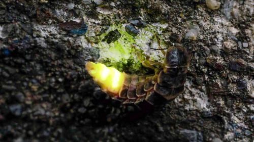La femna dal verm da glüsch grand in plaina acziun düraunt sia tschercha da partenaris (fotografia: Christian Schwager).