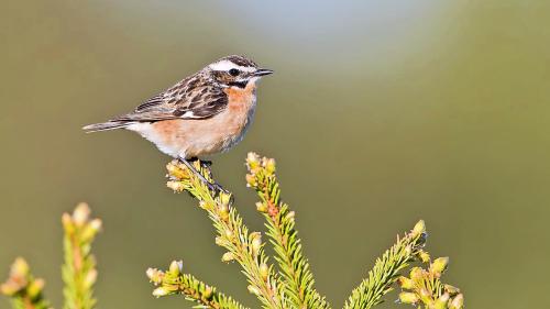 Die Braunkehlchen sind auf der Roten Liste als «verletzlich» eingestuft. Foto: Marcel Burkhardt/Vogelwarte